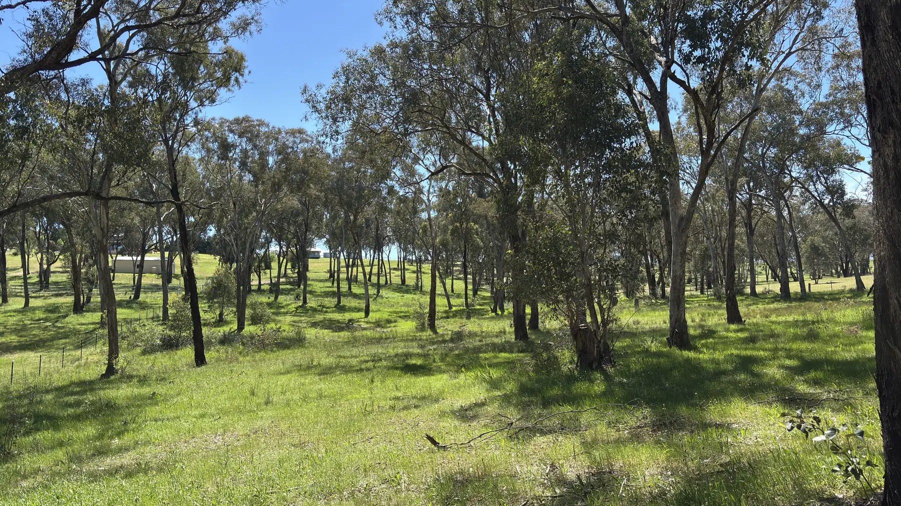 Open yellow box woodland with widely spaced eucalypts over green grass, the shed visible through the trees